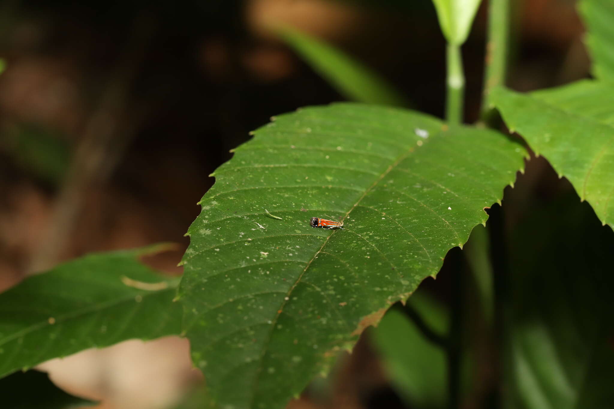 Tricyanaula aurantiaca Walsingham 1886的圖片