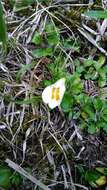 Image of Mazus alpinus Masam.