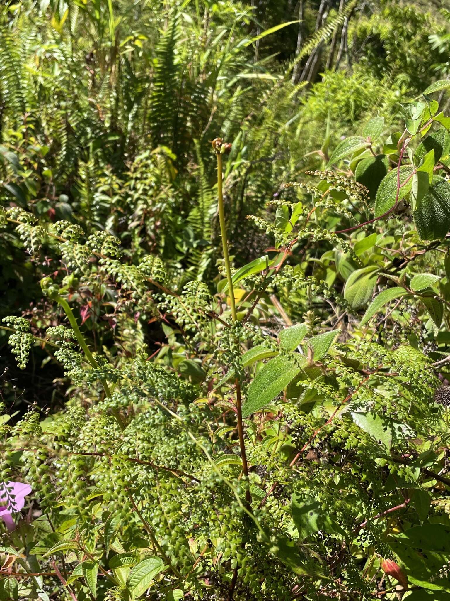 Image of thicket creepingfern