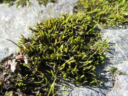 Image of racomitrium moss