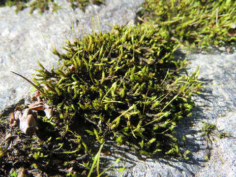 Image of racomitrium moss