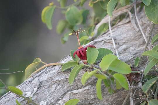 Passiflora cupraea L.的圖片