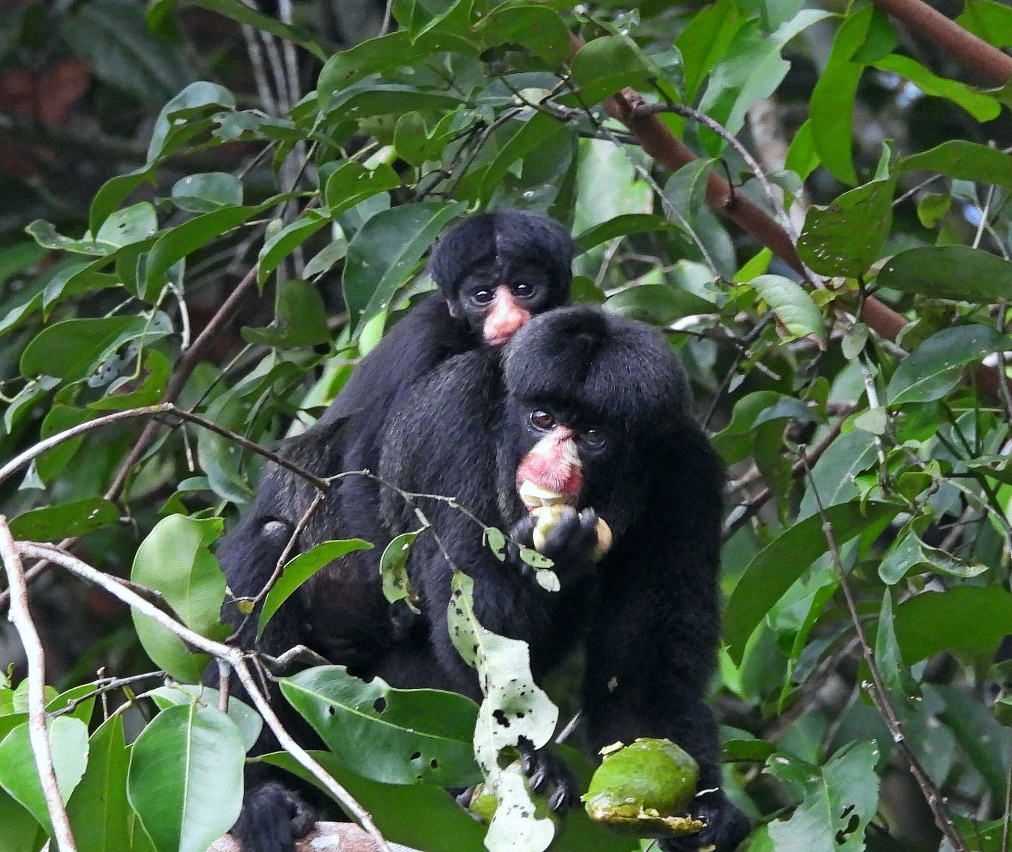 Image of Red-nosed Bearded Saki