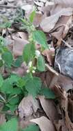 Image of Lamium flexuosum Ten.