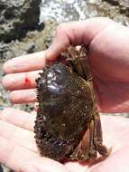 Image of Yellow Round Crab