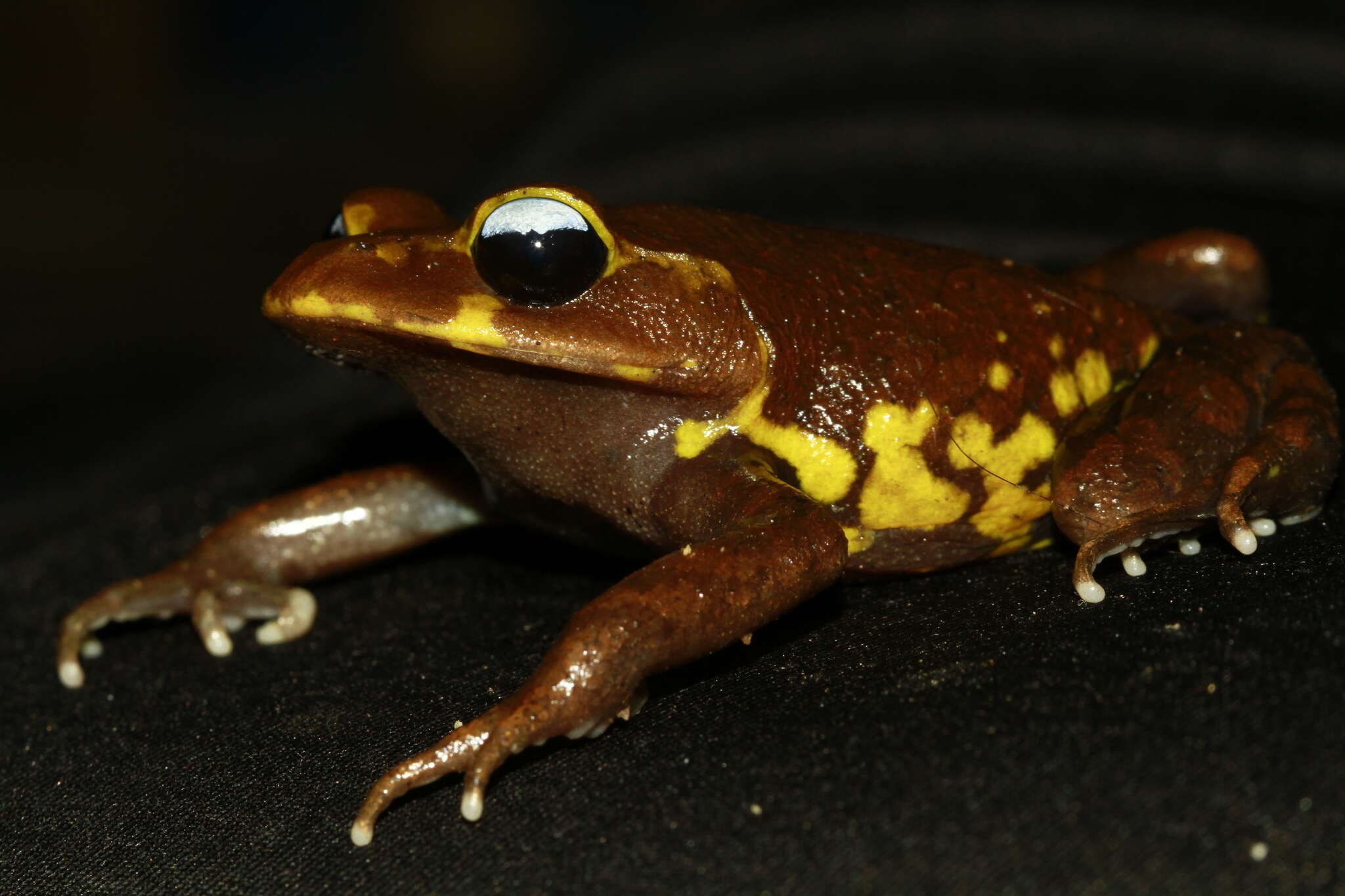 Image of Leptobrachium xanthospilum Lathrop, Murphy, Orlov & Ho 1998