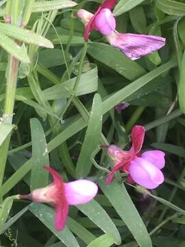 Imagem de Lathyrus clymenum L.