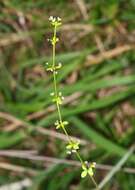 Image of Galium propinquum A. Cunn.