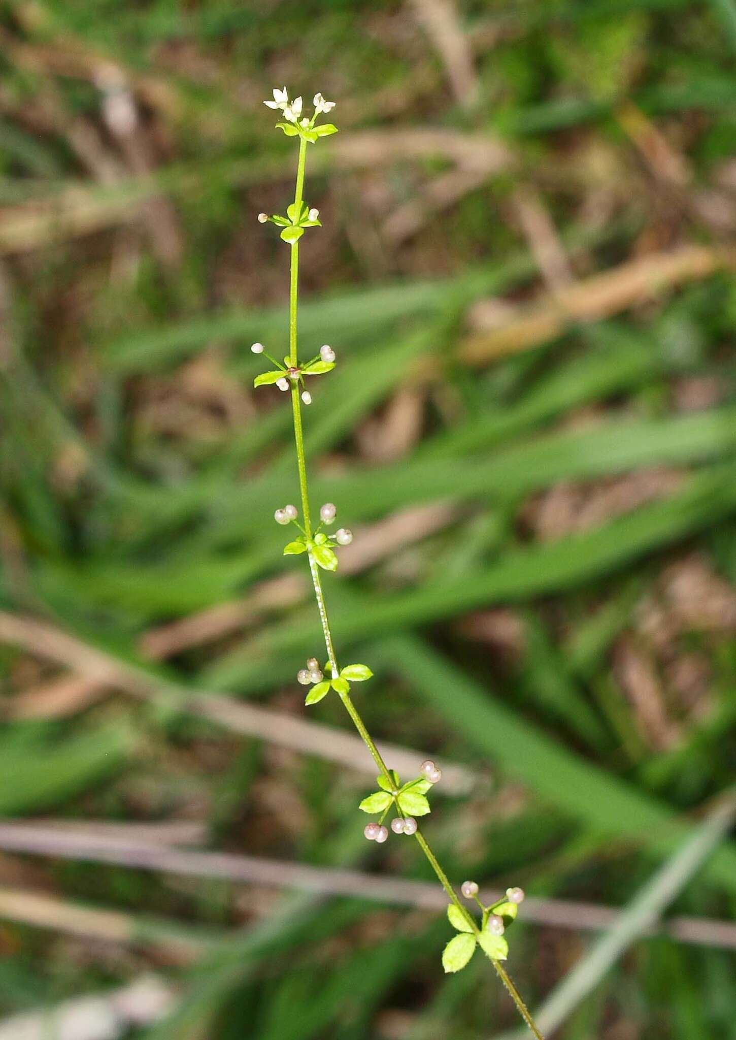 Image of Galium propinquum A. Cunn.