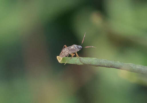 Image of Eurystylus bellevoyei (Reuter 1879)