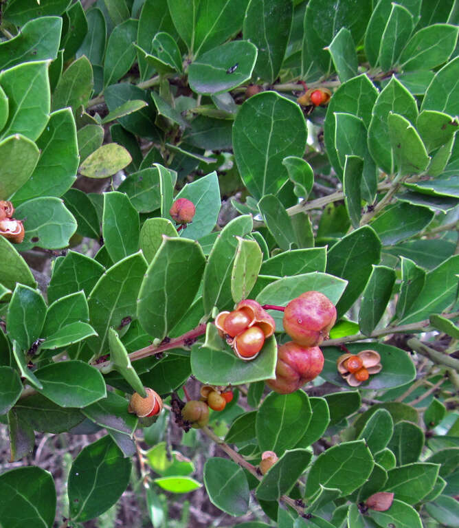 Image of Gymnosporia procumbens (L. fil.) Loes.