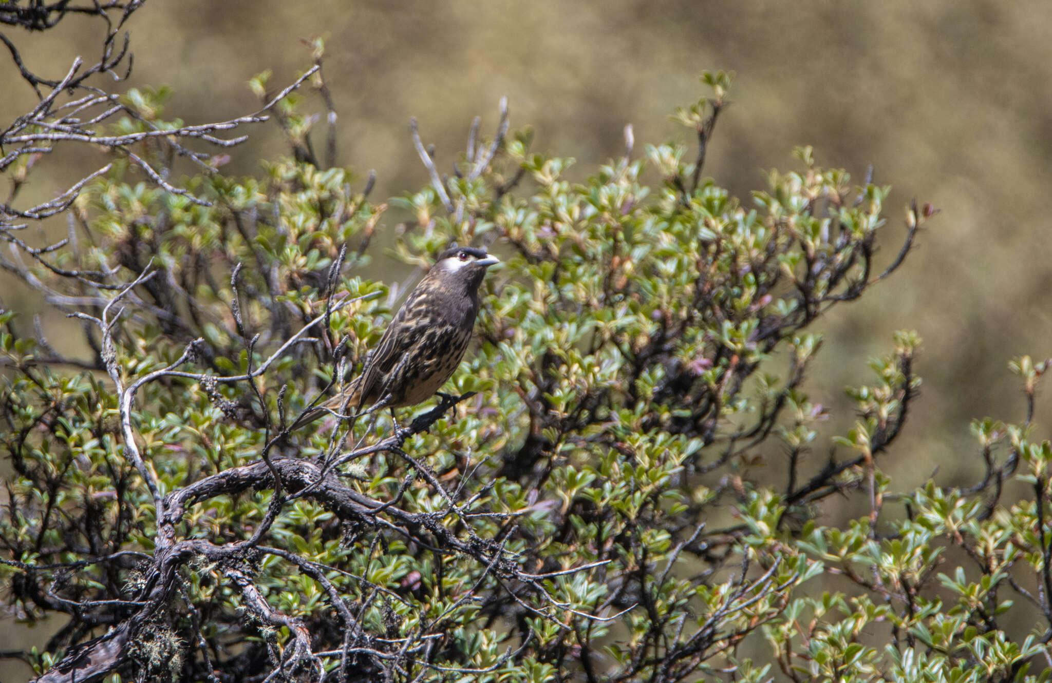 Image of White-cheeked Cotingas