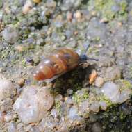 Image of Least Slippery Snail