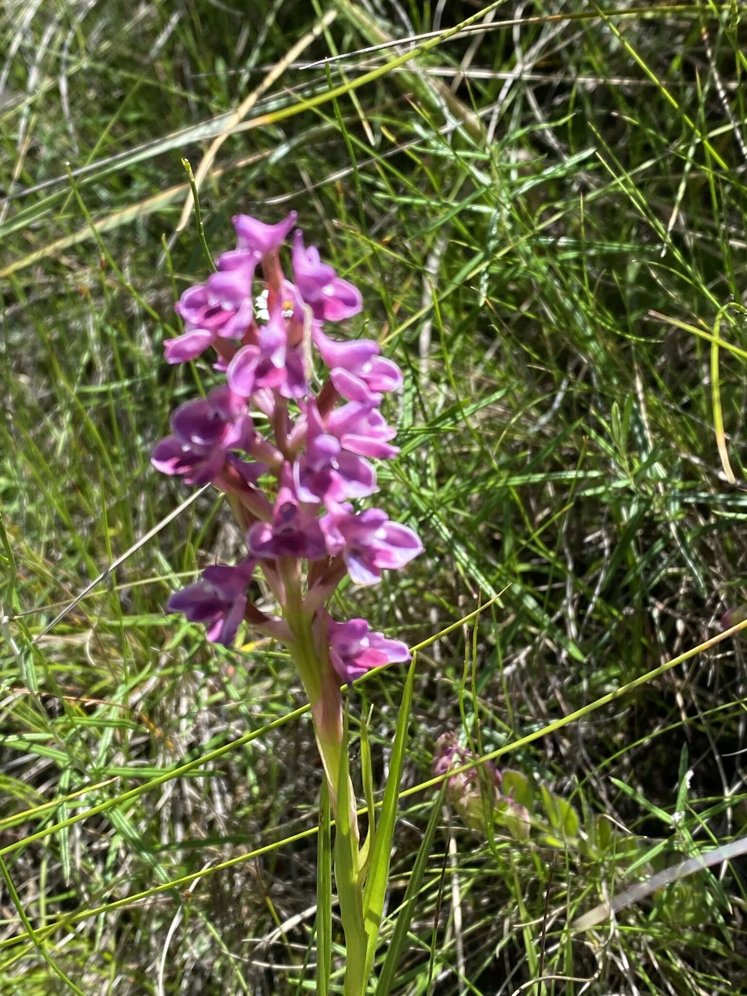 Image of Disa stricta Sond.