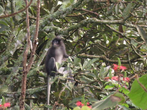 Image of Grizzled Leaf Monkey