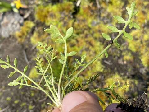 Image of curvepod yellowcress