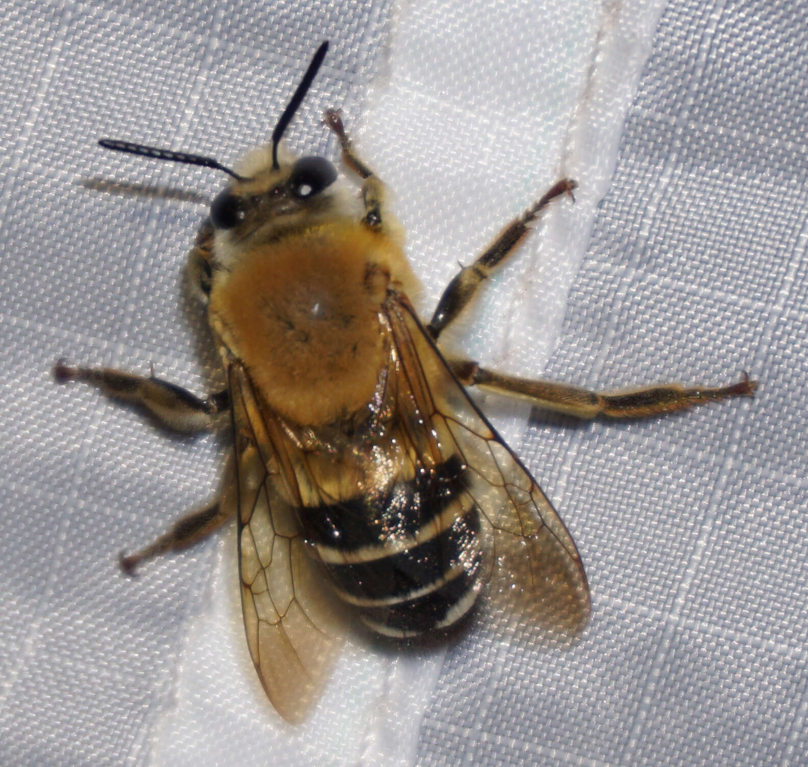 Image of Caupolicana yarrowi (Cresson 1875)