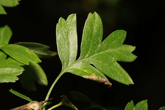 Image of Phyllonorycter oxyacanthae (Frey 1855)