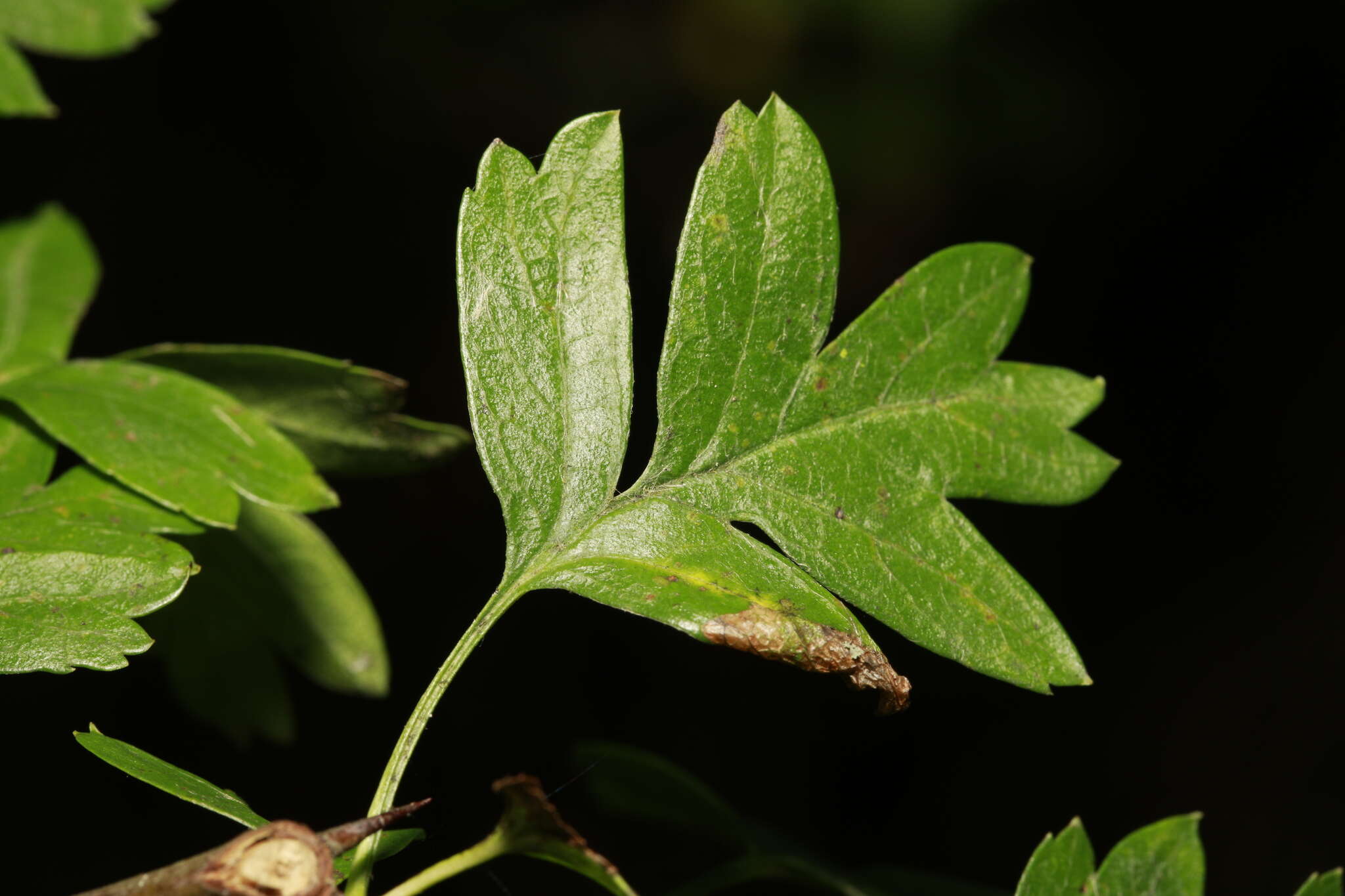 Sivun Phyllonorycter oxyacanthae (Frey 1855) kuva