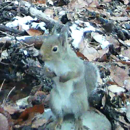 Image of Japanese Squirrel