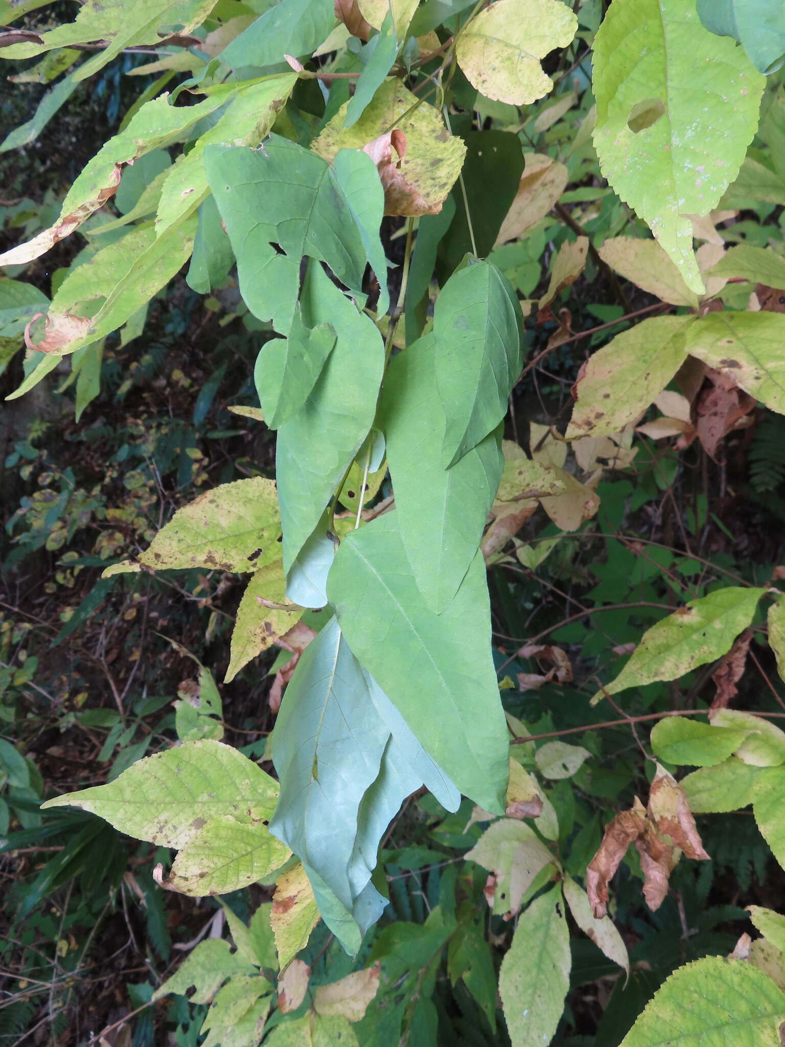 Image of Dumasia truncata Siebold & Zucc.