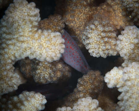 Image of Coral crouchers