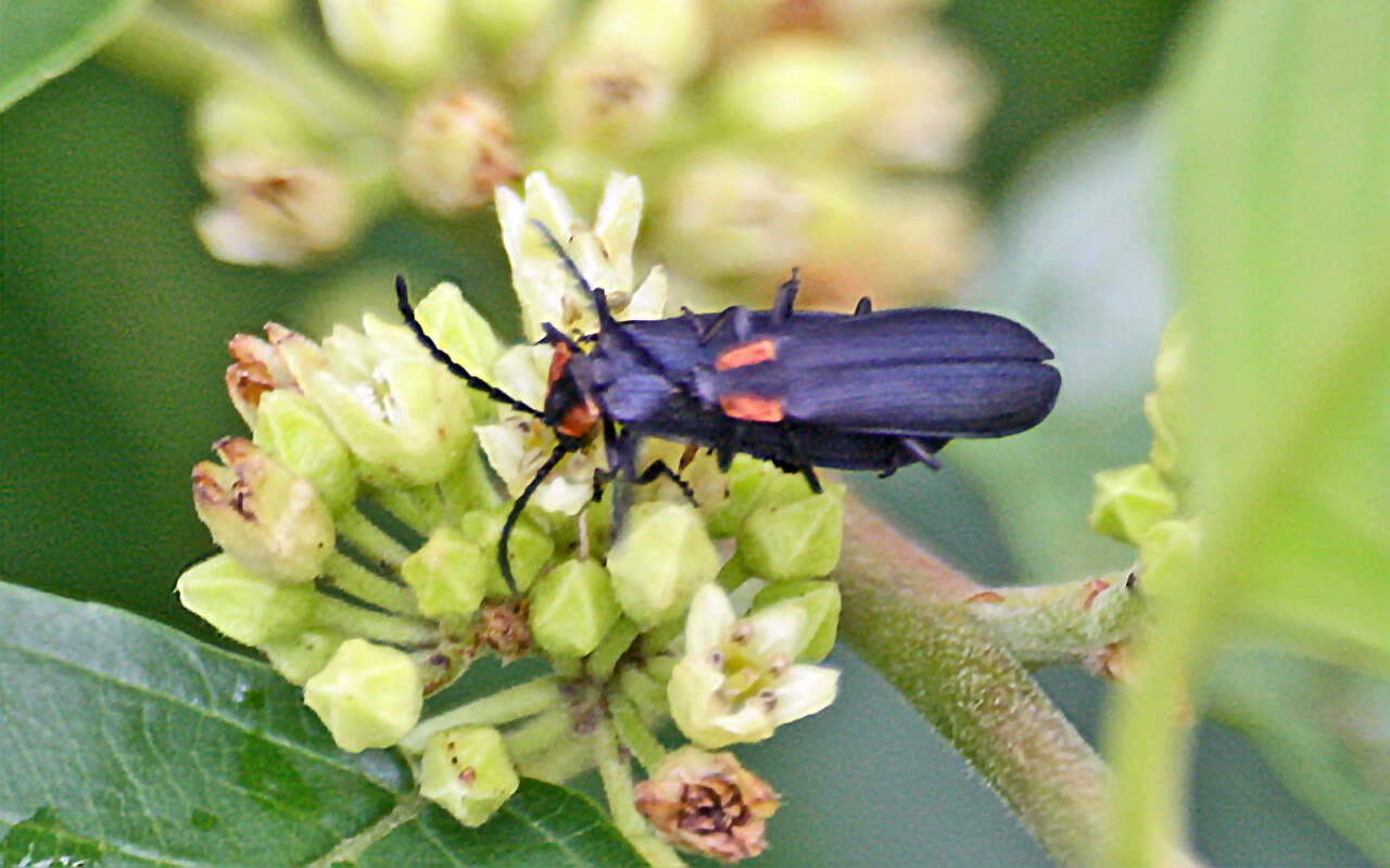 Plancia ëd Calochromus perfacetus (Say 1825)