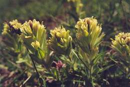 Image of yellow Wallowa Indian paintbrush