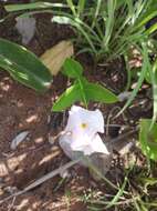 Image of Mandevilla novocapitalis Markgr.