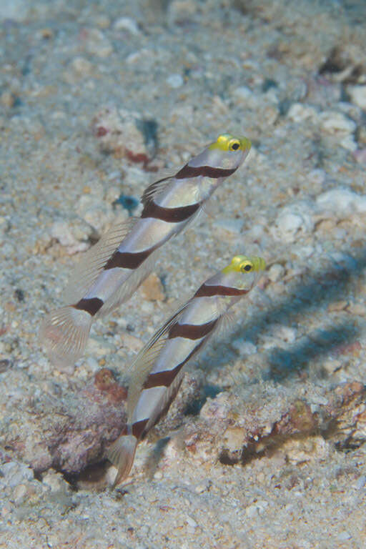 صورة Stonogobiops xanthorhinica Hoese & Randall 1982