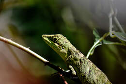 Pseudocalotes tympanistriga (Gray 1831) resmi