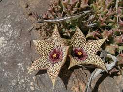 Image of Ceropegia irrorata (Masson) Bruyns