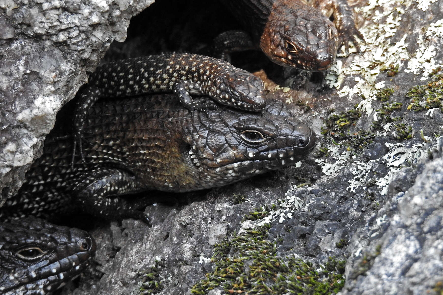 Image of Cunningham's skink