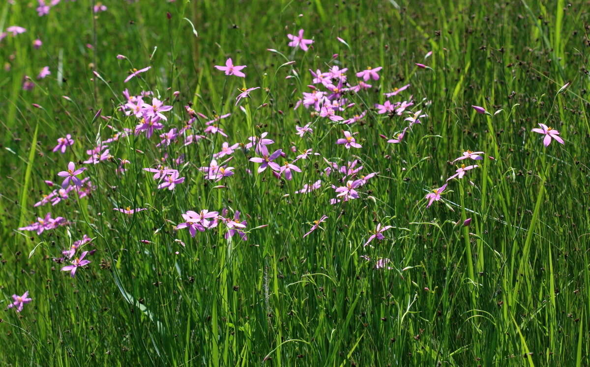 Image of Chironia palustris Burch.