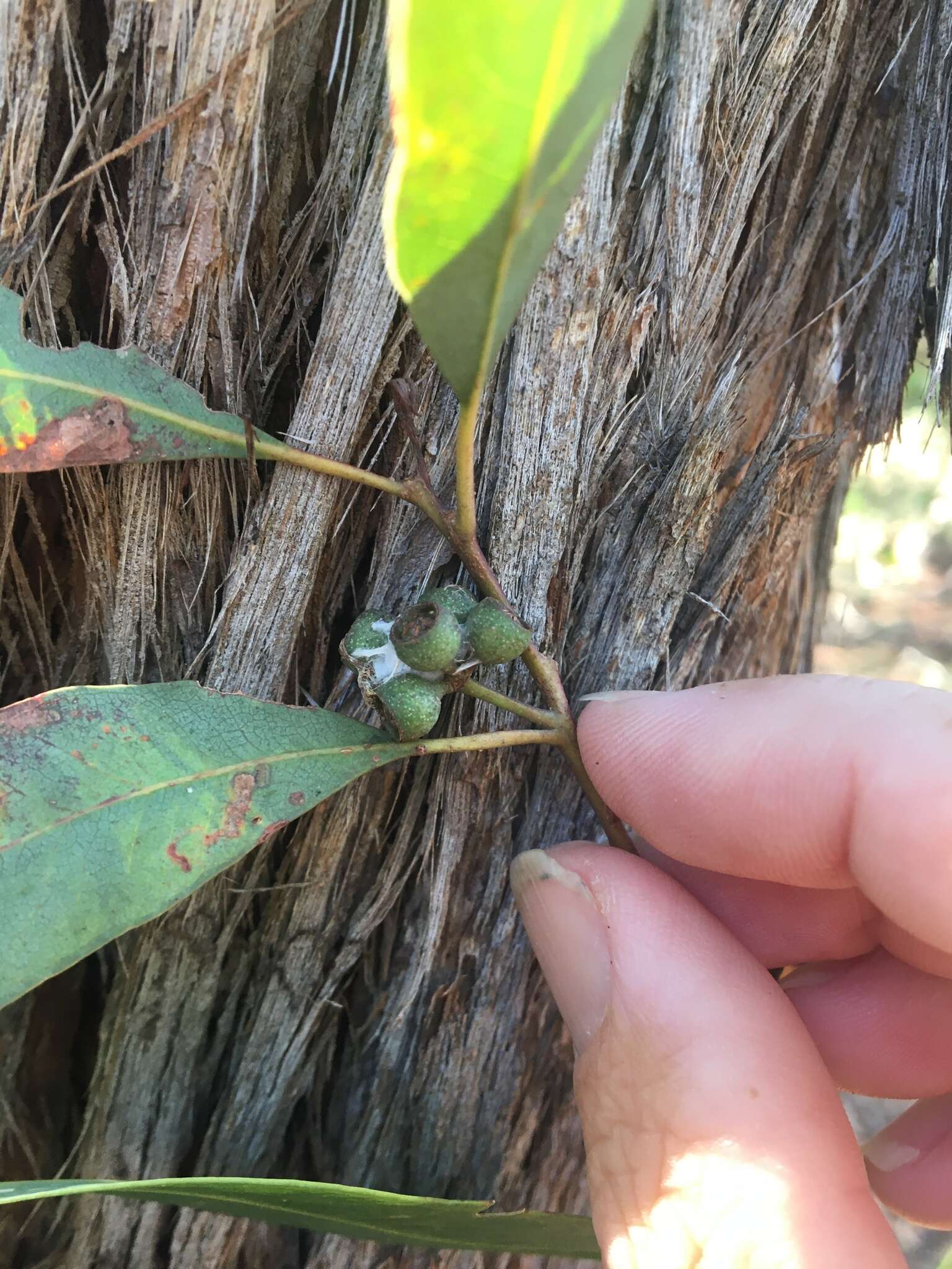 Imagem de Eucalyptus acmenoides Schauer