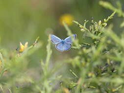 Image of Paphos Blue