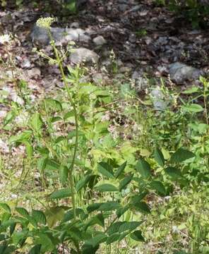 Image of bristly sarsaparilla