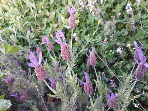 Imagem de Lavandula pedunculata (Mill.) Cav.