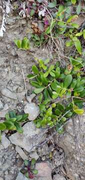 Image of Veronica stricta var. macroura (Hook. fil. ex Benth.) Garn.-Jones