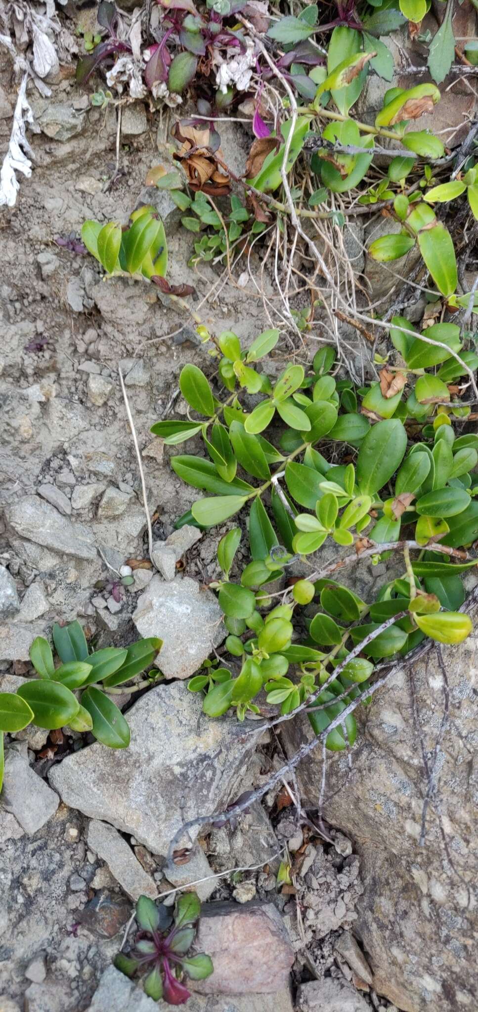 صورة Veronica stricta var. macroura (Hook. fil. ex Benth.) Garn.-Jones