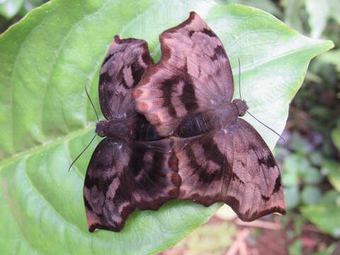 Image of Achlyodes busirus rioja Evans 1953