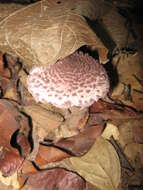 Image of Coniolepiota