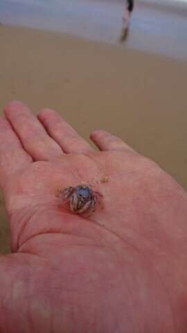 Image of dark blue soldier crab