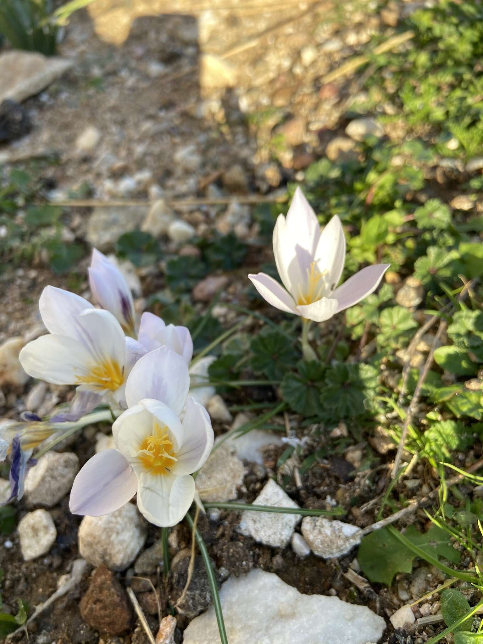 Image of smooth crocus