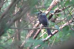 Image of Crow-biled Drongo