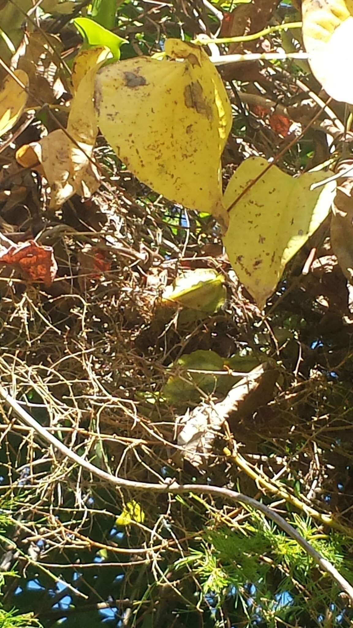 Image of Dioscorea buckleyana Wilkin