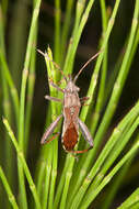 Image of Broad-Headed Bug