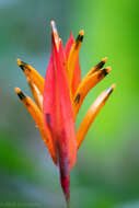 Image of parakeetflower