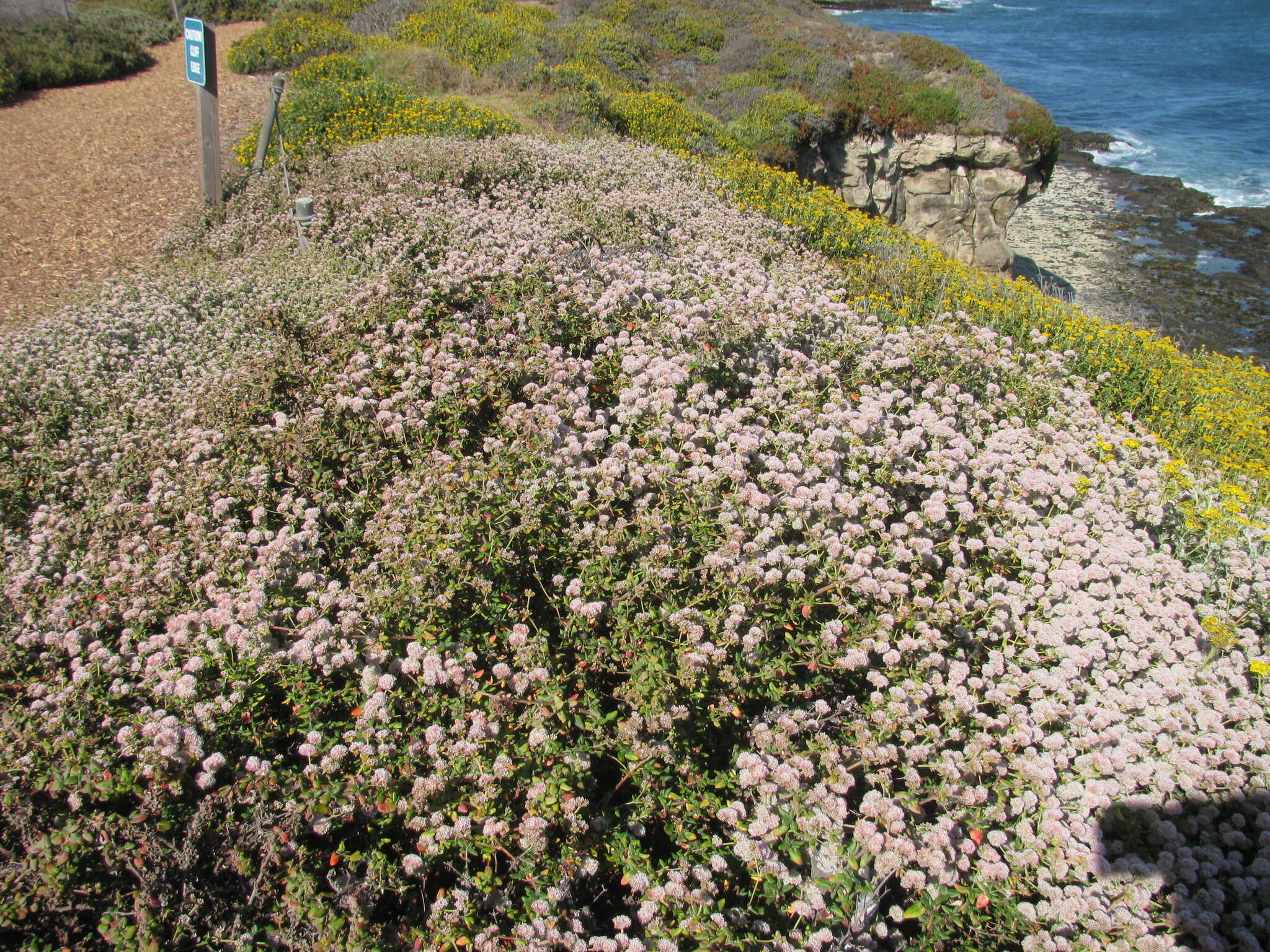 Image of seacliff buckwheat