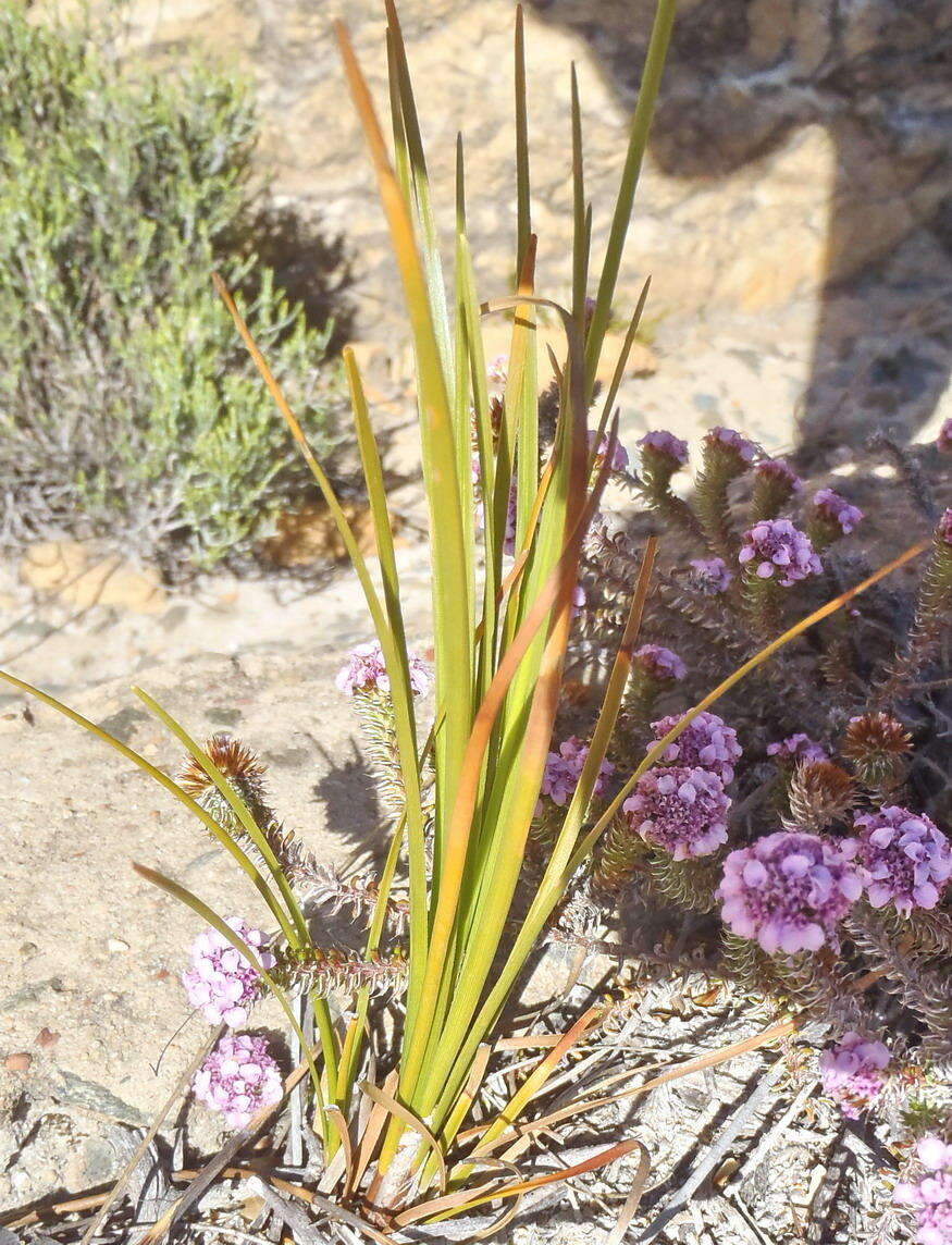 Image of Ficinia petrophylla T. H. Arnold & Gordon-Gray